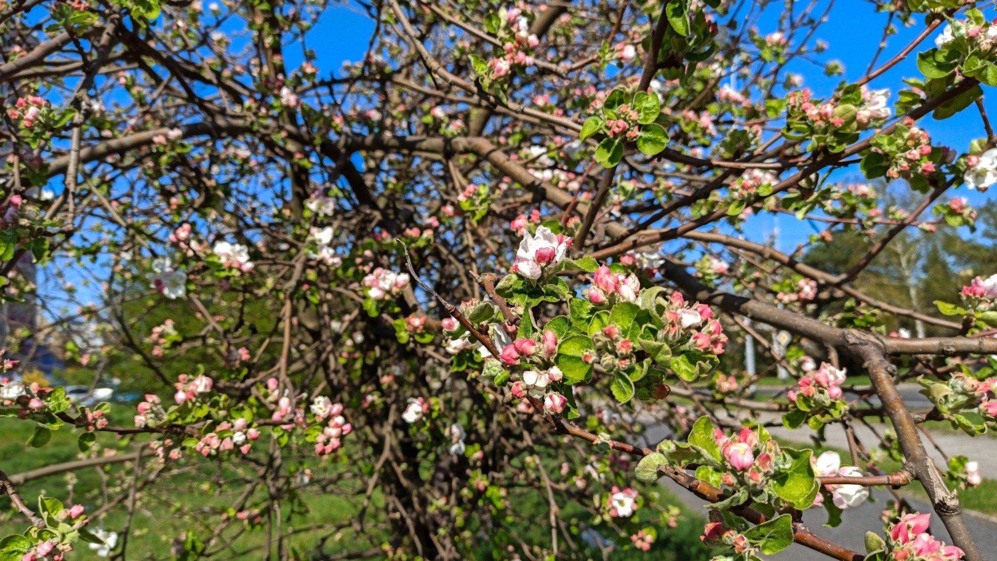 Kwitnąca wiosna - zdjęcie 9