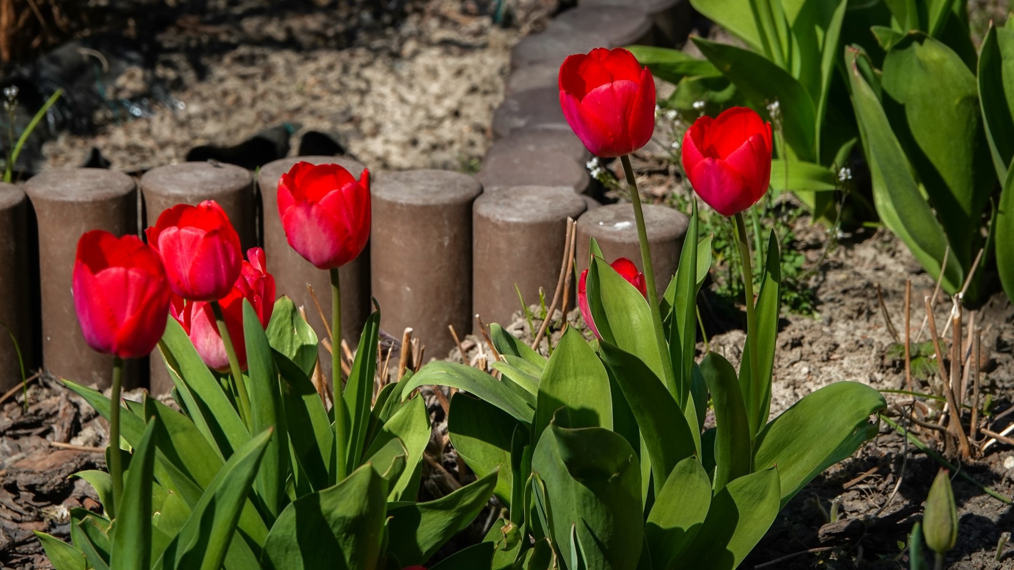 Kwitnąca wiosna - zdjęcie 8