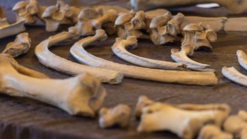 Wrocław: zaprezentowano szkielet nosorożca sprzed ponad 100 tys. lat