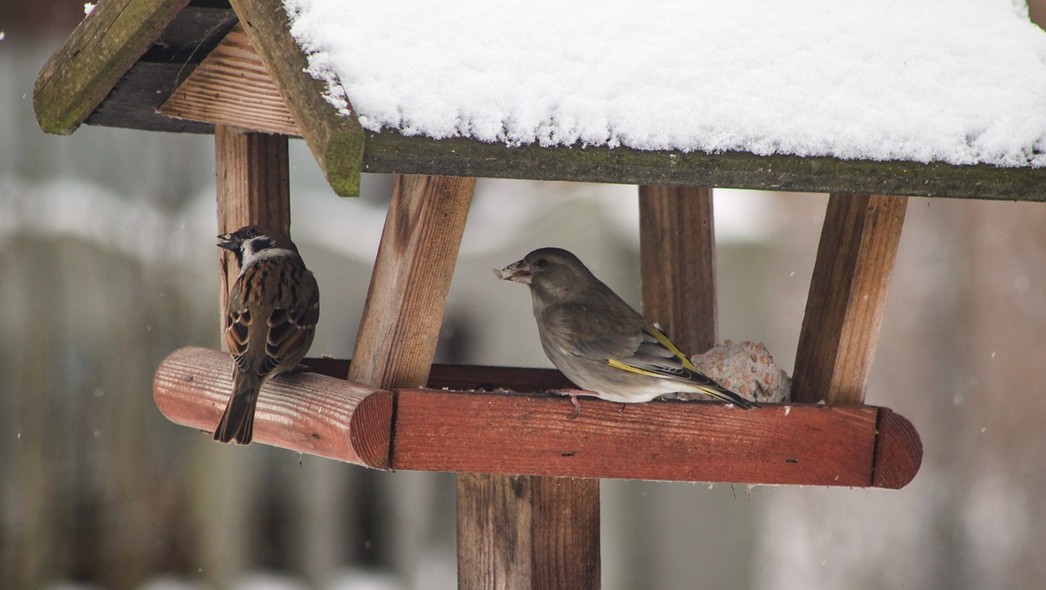 Dokarmianie ptaków zimą. Jak robić to mądrze?