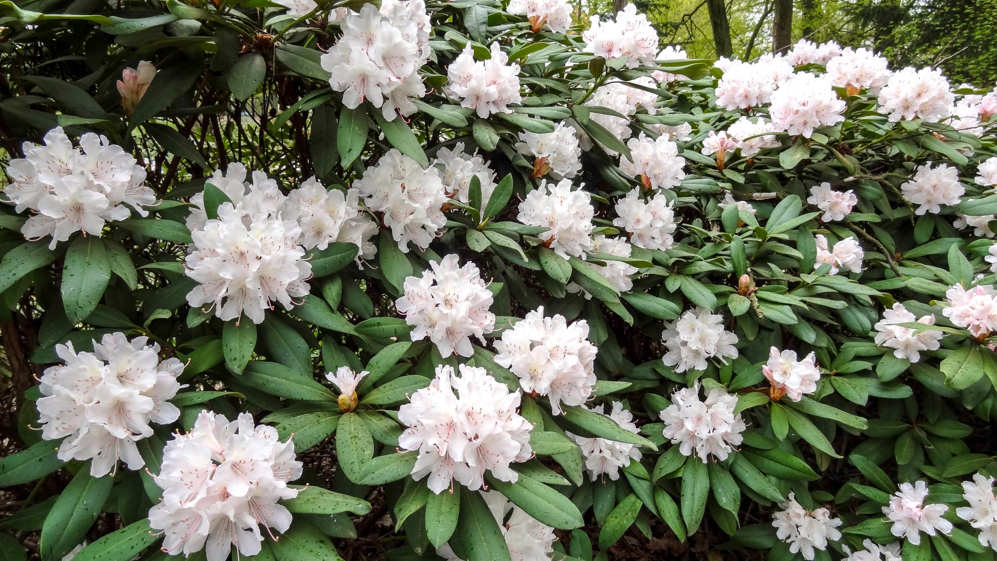 Kwitnąca wiosna - zdjęcie 18