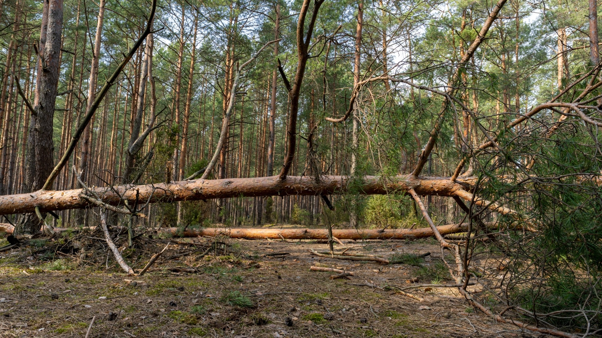 Miejska przyroda - zdjęcie 54