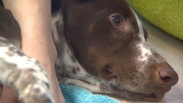 Skatowany pies Fijo będzie rehabilitowany w Portugalii