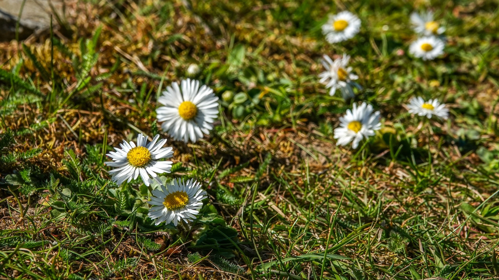 Kwitnąca wiosna - zdjęcie 18