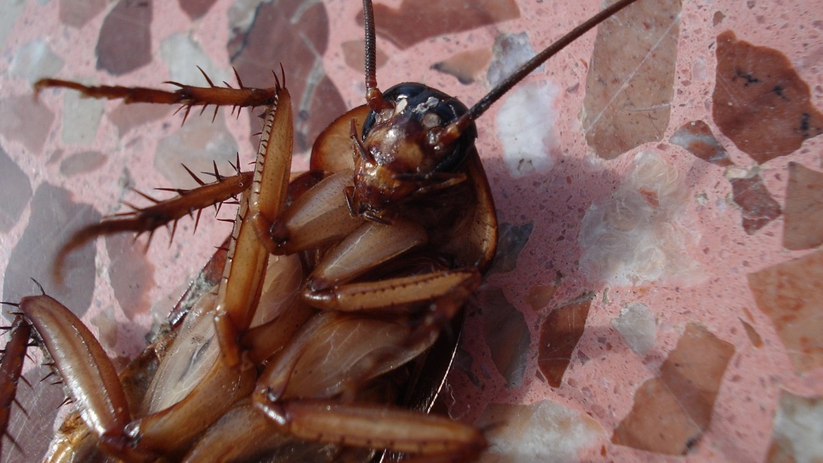 Japonia: Chciał pozbyć się karalucha. Doprowadził do eksplozji w mieszkaniu