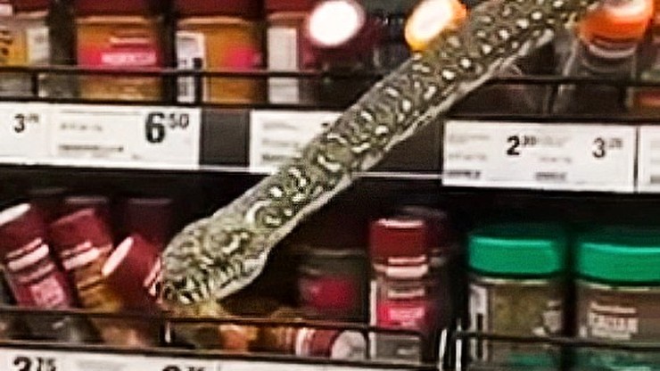 Australia. Wąż w supermarkecie. Diamentowy pyton znalazł się na półce z przyprawami