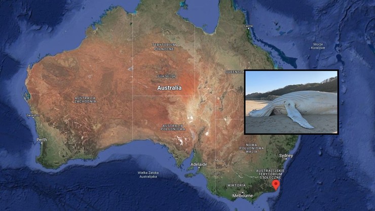 Australia. Martwy wieloryb albinos wyrzucony na brzeg. Możliwe, że to zaginiony Migaloo