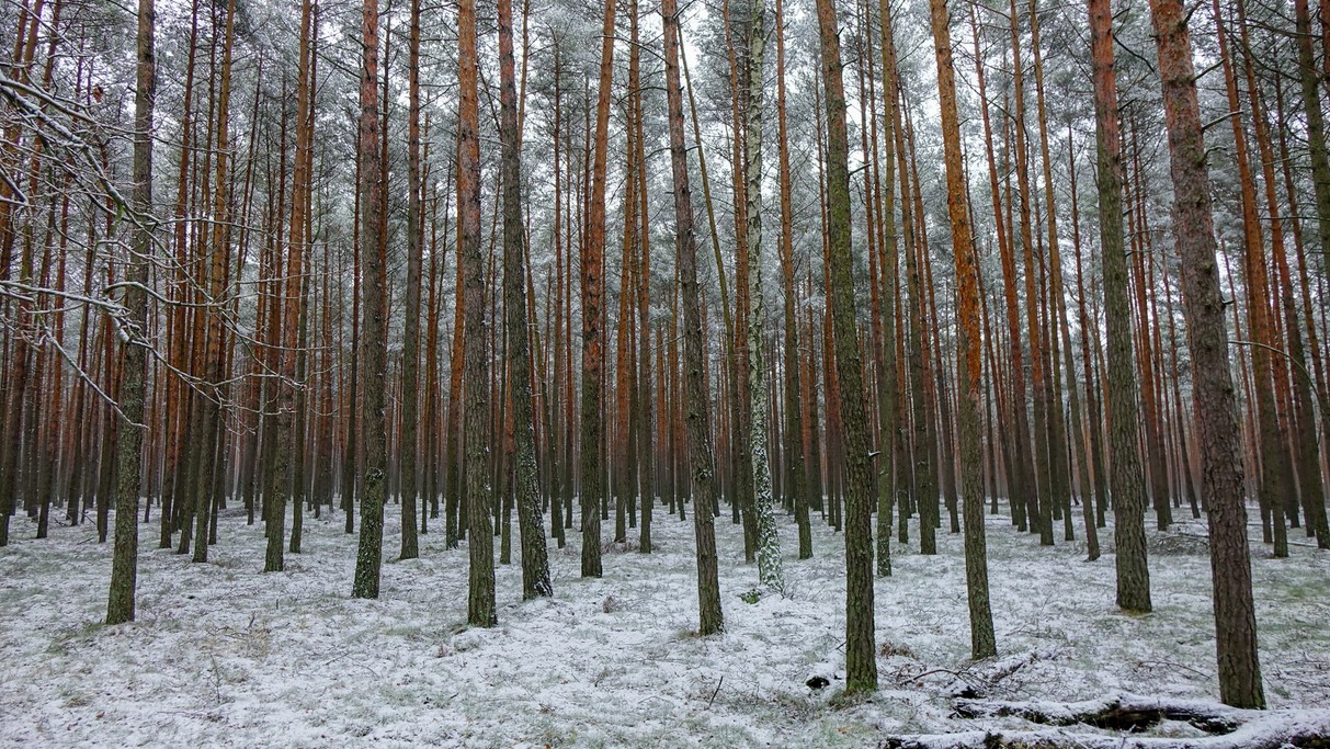 Grudzień w obiektywie - zdjęcie 12