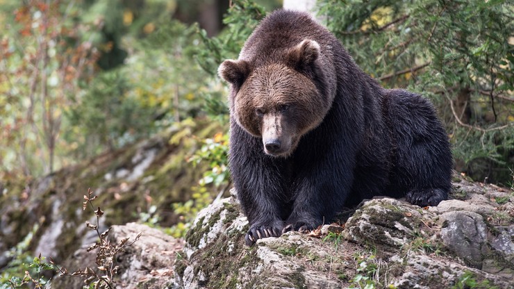 Rosja: 42-letni alpinista zjedzony przez niedźwiedzia. Koledzy ratowali się ucieczką