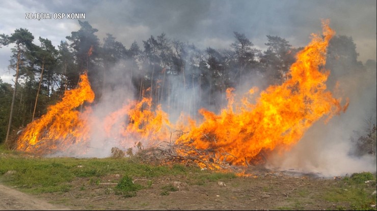 Ogień sięgał czubków drzew. Jest nagroda za wskazanie podpalacza lasów
