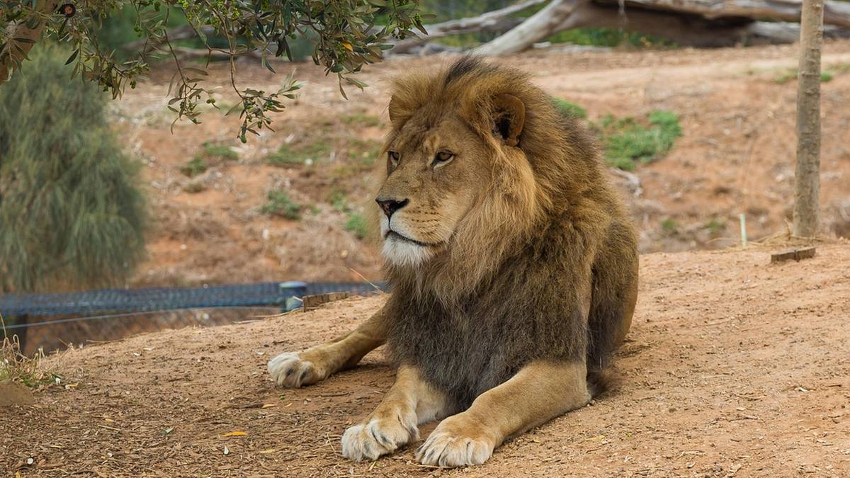 Lew uciekł z tureckiego zoo. "Podniosłem koc i rzucił się na mnie"