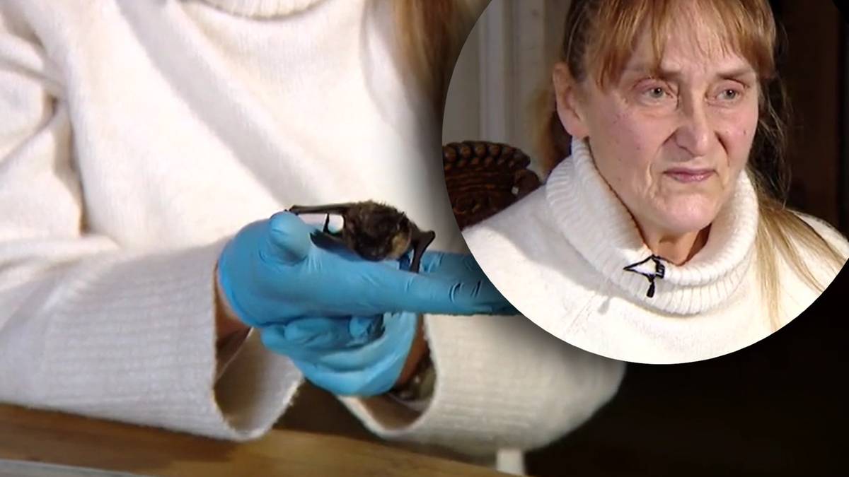 Szczecin. "Bat Mom" pomaga nietoperzom. Gościło u niej ponad 1500 ssaków