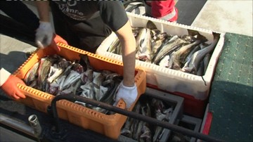 Ograniczenia połowów dorsza na Morzu Bałtyckim. UE zredukuje kwoty połowowe
