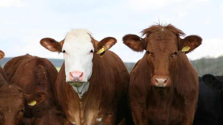 Winni znęcaniu się nad zwierzętami w ubojni bydła w Kalinowie będą ukarani