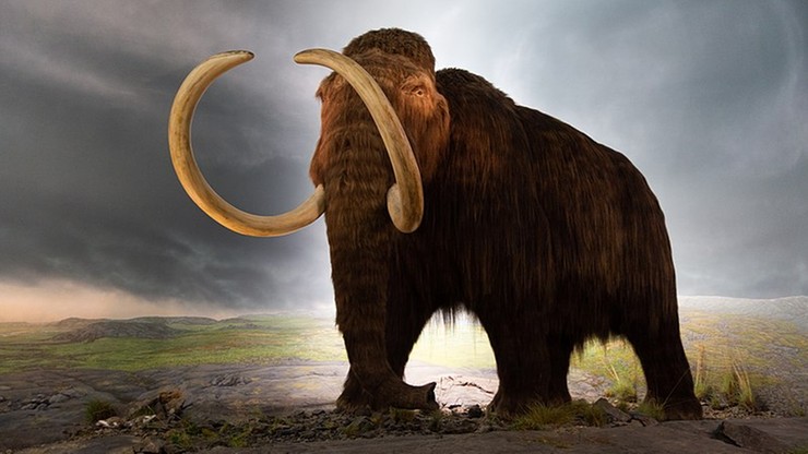 Brytyjskie media: naukowcy chcą odtworzyć mamuty. "Pierwsze urodzą się za sześć lat "