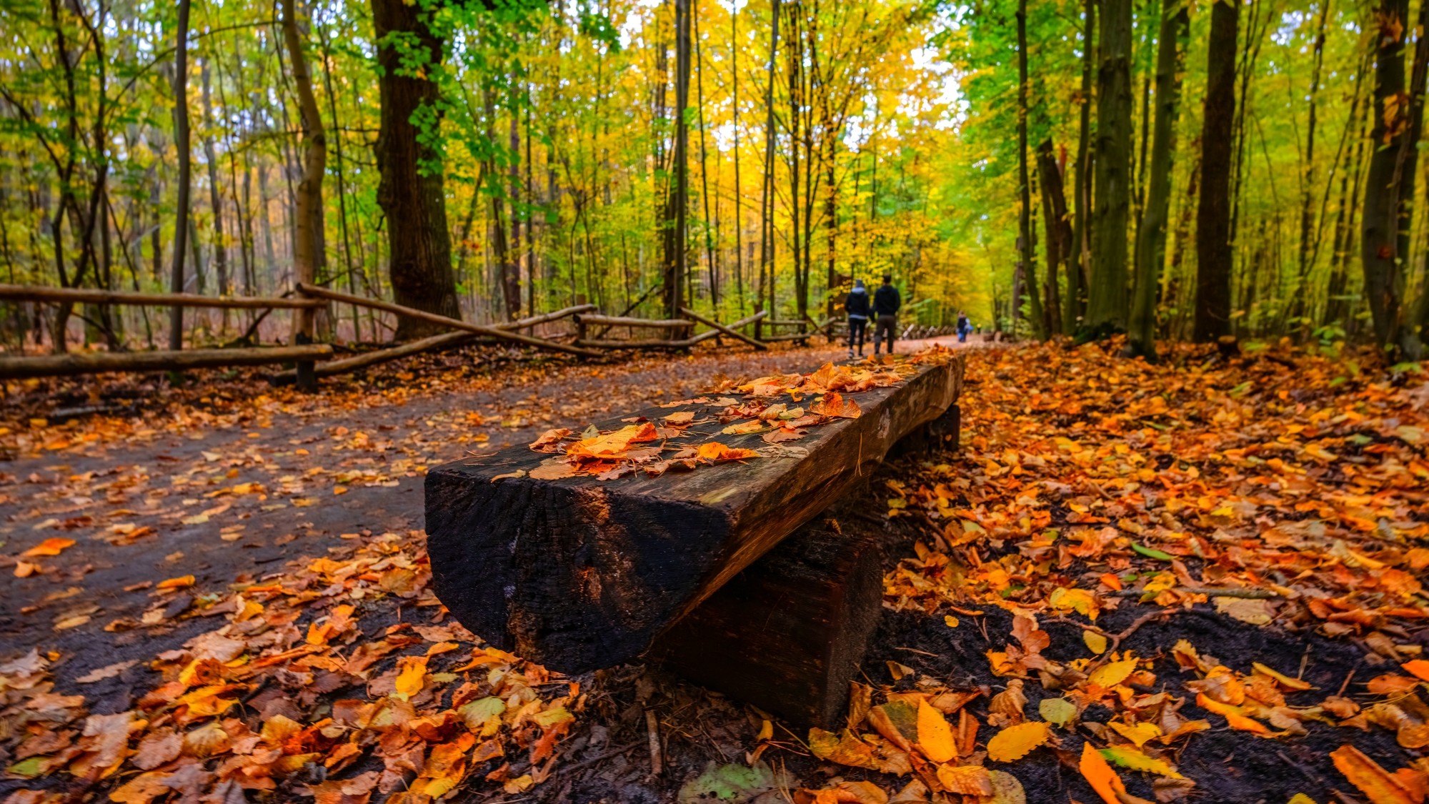 Piękny listopad - zdjęcie 7