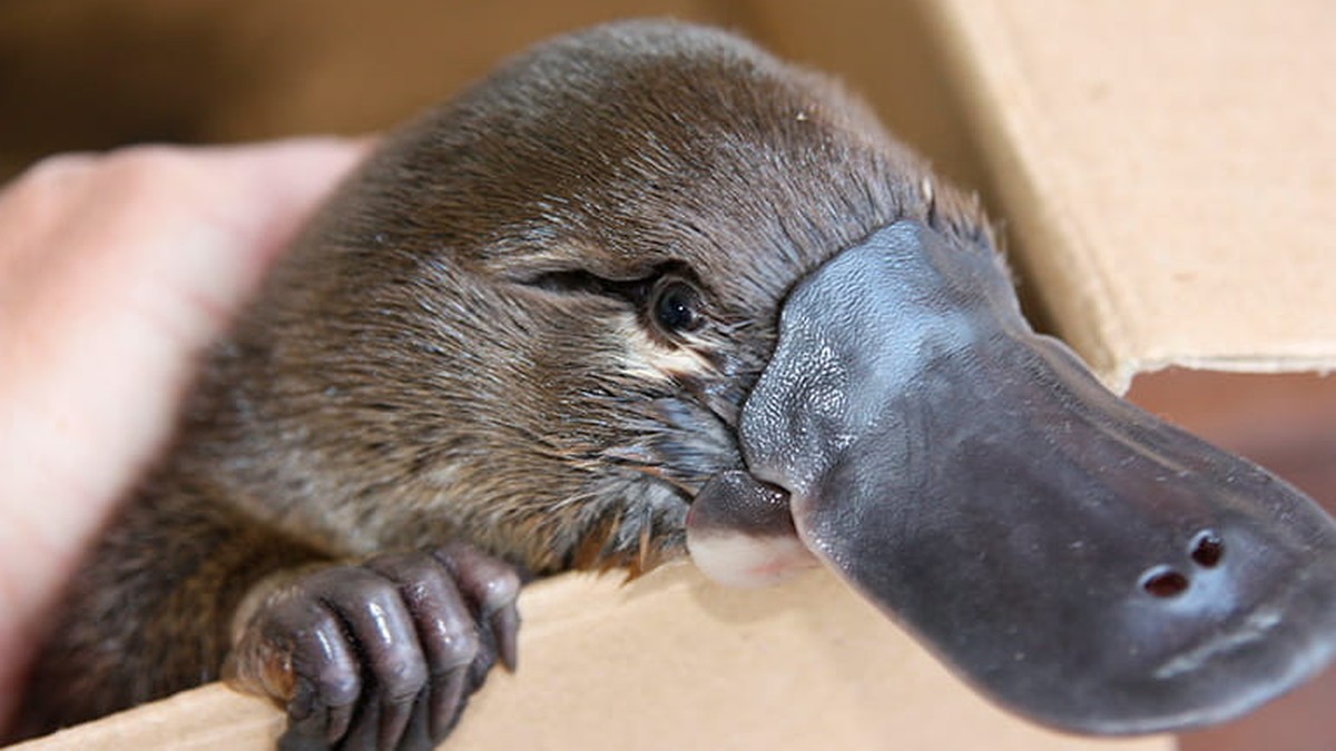 Australijka użądlona przez dziobaka. To rzadki przypadek