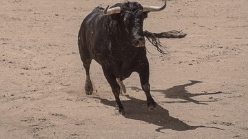 Hiszpania. Gonitwa byków w Pobla de Farnals. Zginął mężczyzna