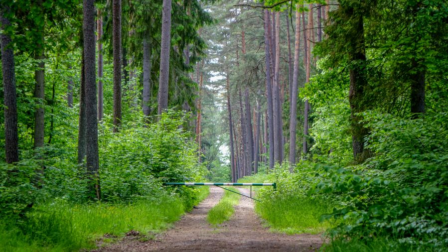 Puszcza Białowieska. Fot. TwojaPogoda.pl