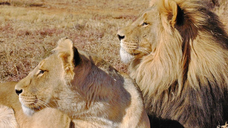 Ghana. Chciał ukraść lwiątka. W zoo w Akrze znaleziono ciało mężczyzny