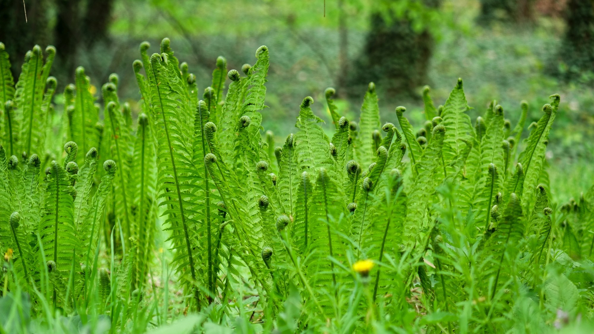 Kwitnąca wiosna - zdjęcie 29