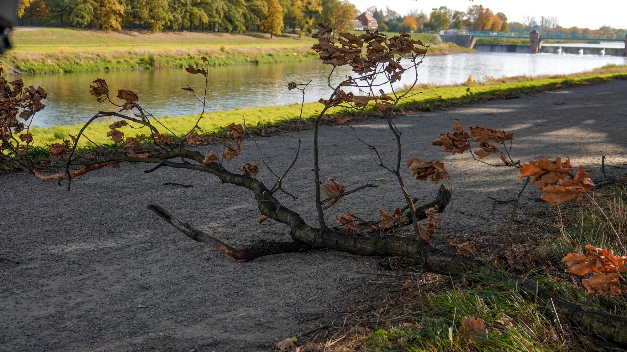 Wichura w Polsce - zdjęcie 23