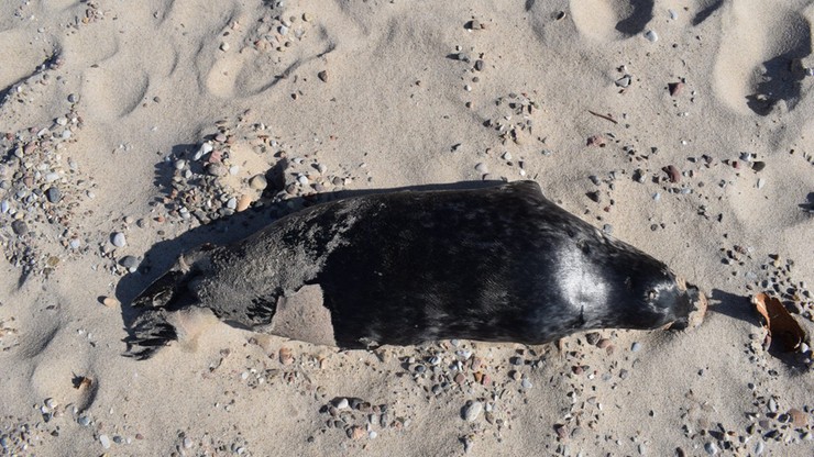 Według Stacji Morskiej w Helu do śmierci trzech fok nie przyczynił się człowiek