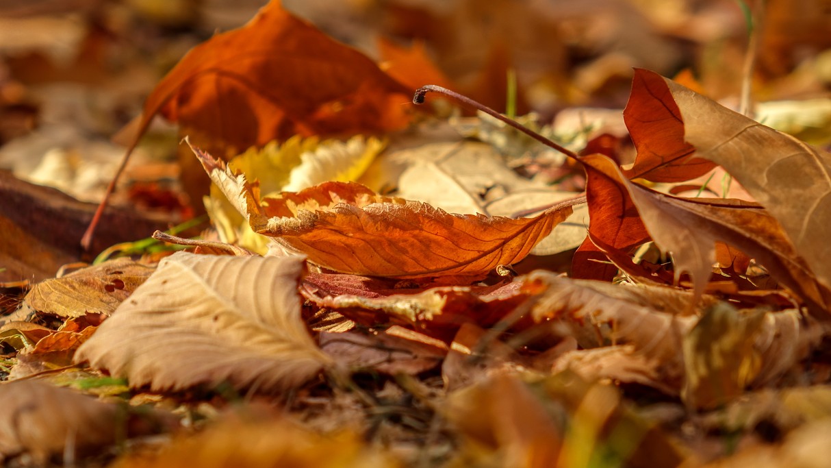 Jesienne klimaty - zdjęcie 15