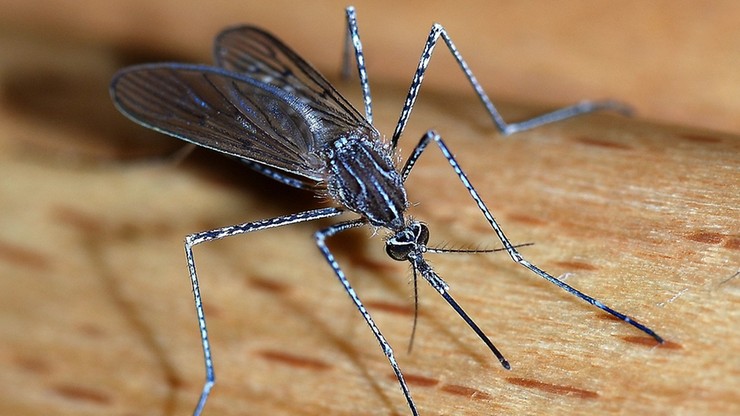 Wysterylizowane, genetycznie zmodyfikowane komary. Włosi walczą z owadami