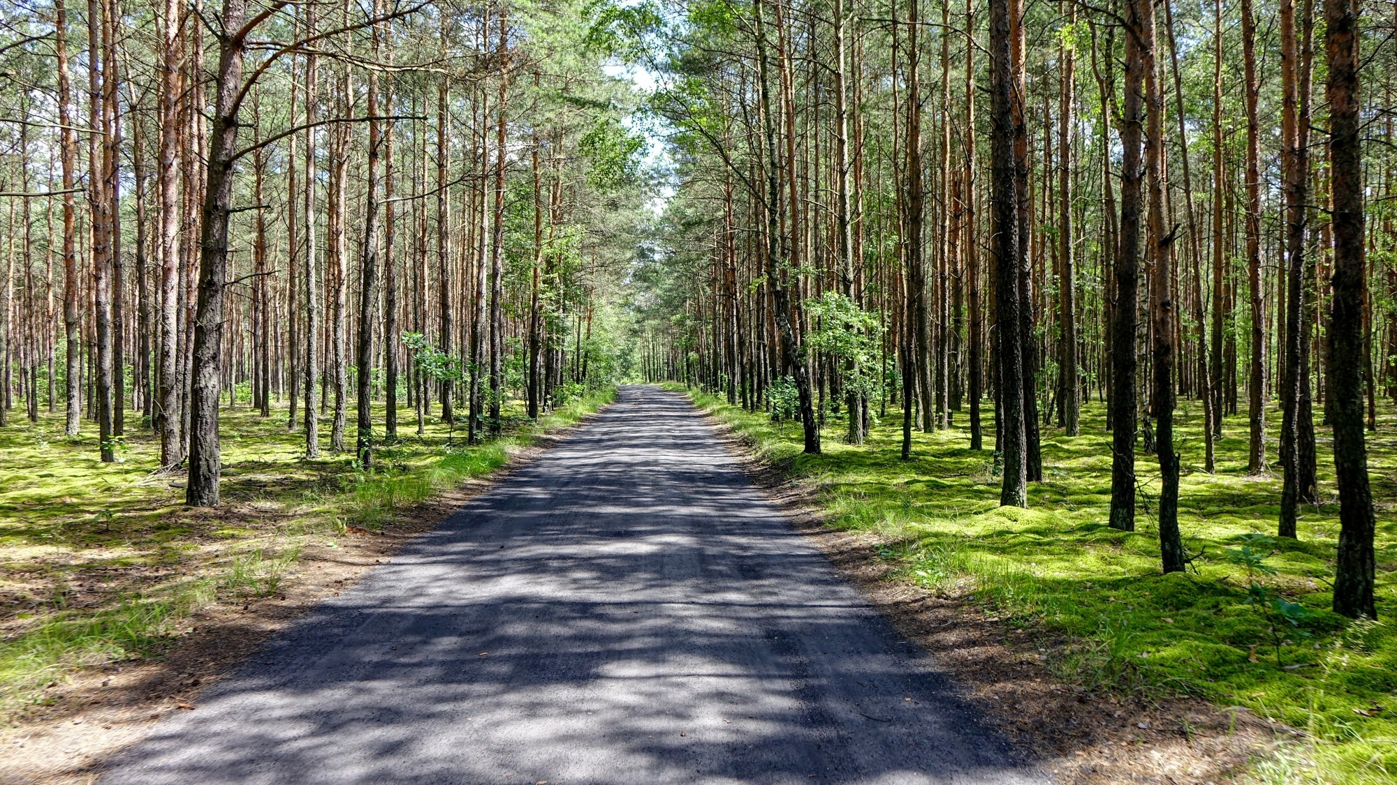 Urocze zakątki w lasach - zdjęcie 41