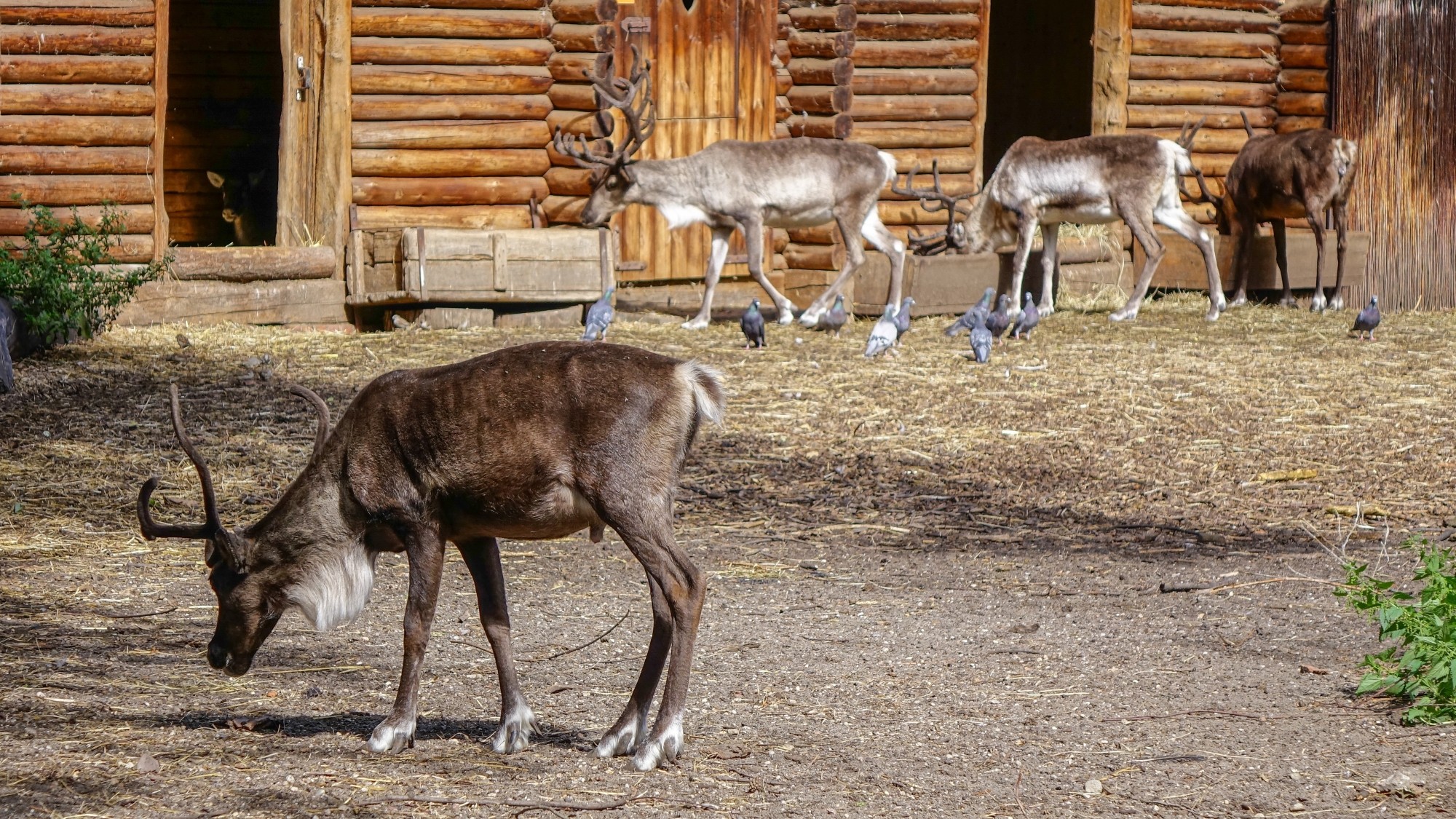 Z kamerą wśród zwierząt - zdjęcie 21