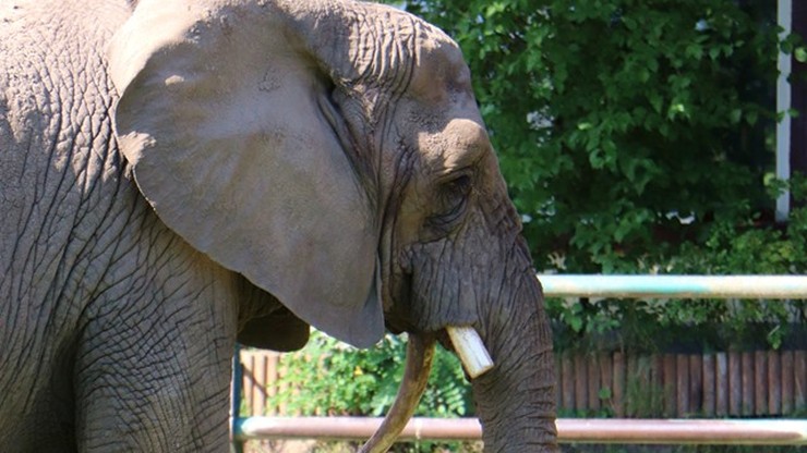 Słonica z gdańskiego zoo przeszła zabieg dentystyczny. Wykorzystano piłę z twardej stali
