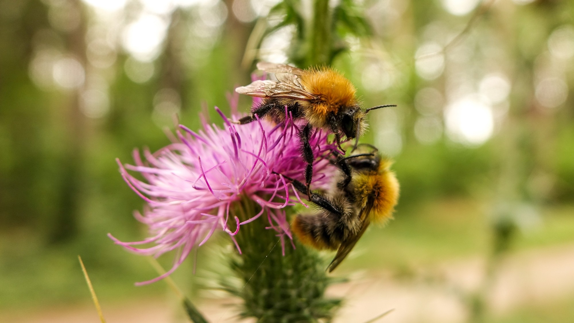 Z kamerą wśród zwierząt - zdjęcie 14