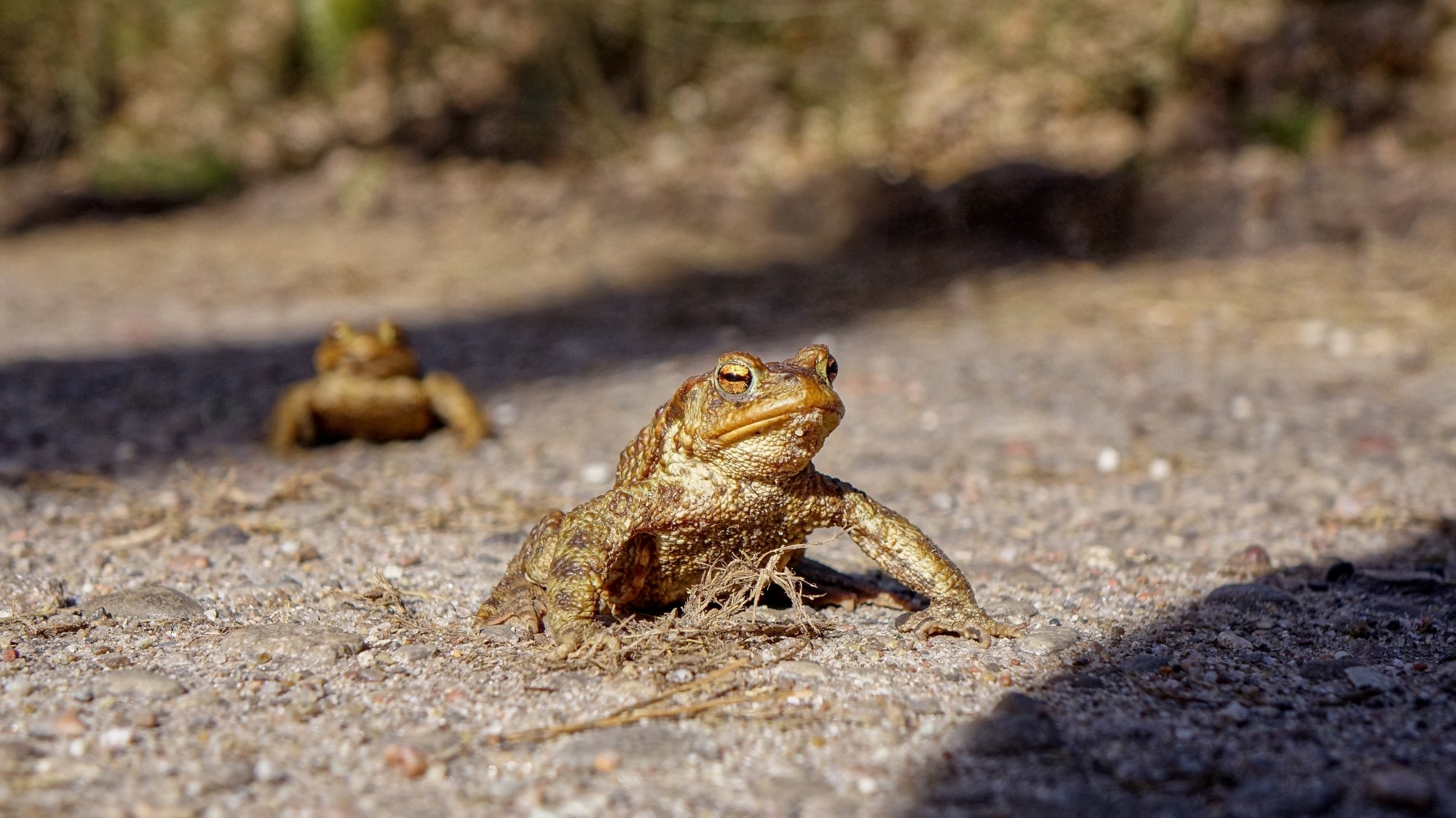 Z kamerą wśród zwierząt - zdjęcie 100