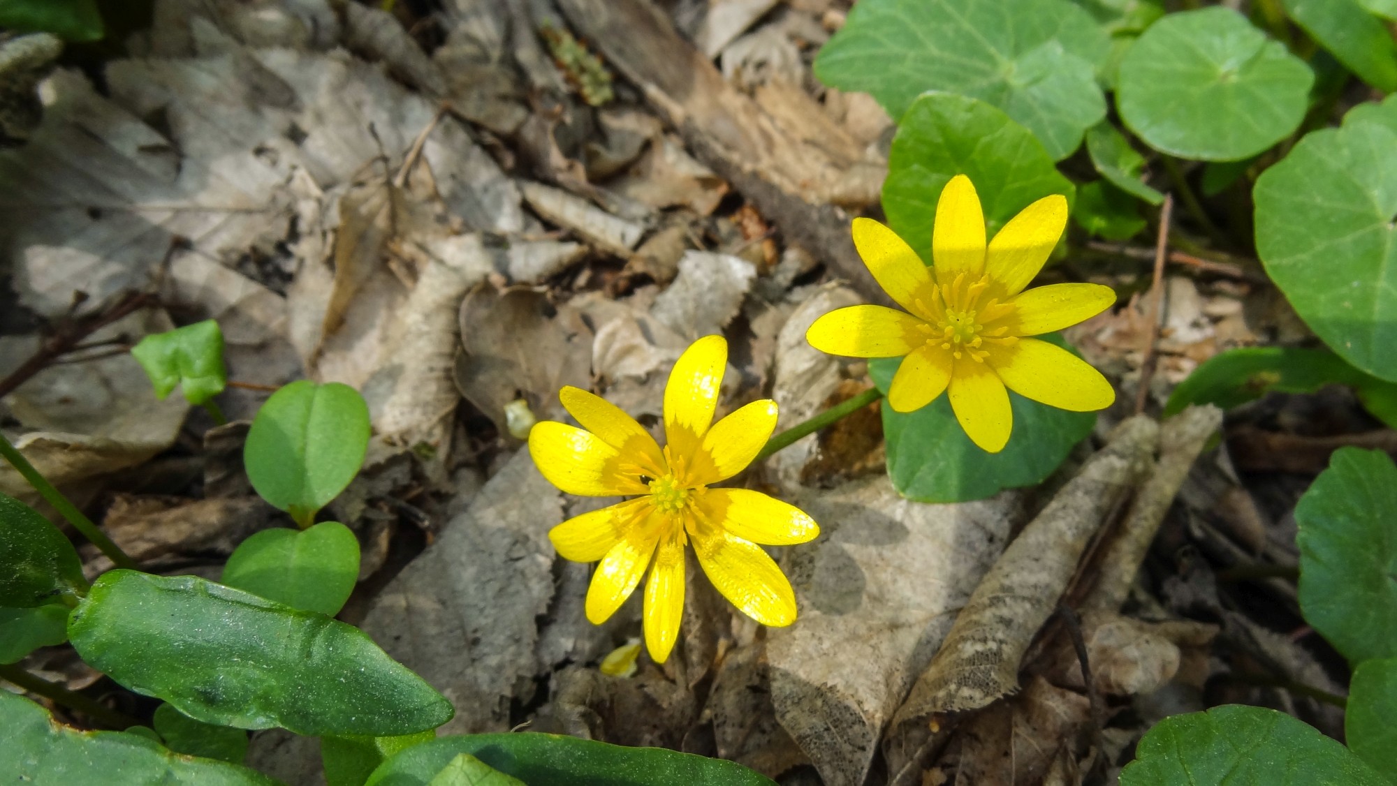 Kwitnąca wiosna - zdjęcie 27