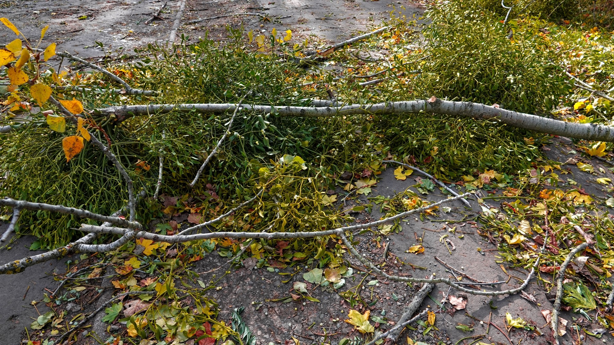 Wichura w Polsce - zdjęcie 24