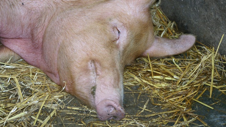 PO: rząd ukrywa prawdę o skutkach epidemii afrykańskiego pomoru świń