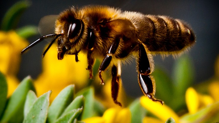 Praca pszczół w Polsce warta jest 4,1 mld zł. Zapylanie upraw oszacował Greenpeace