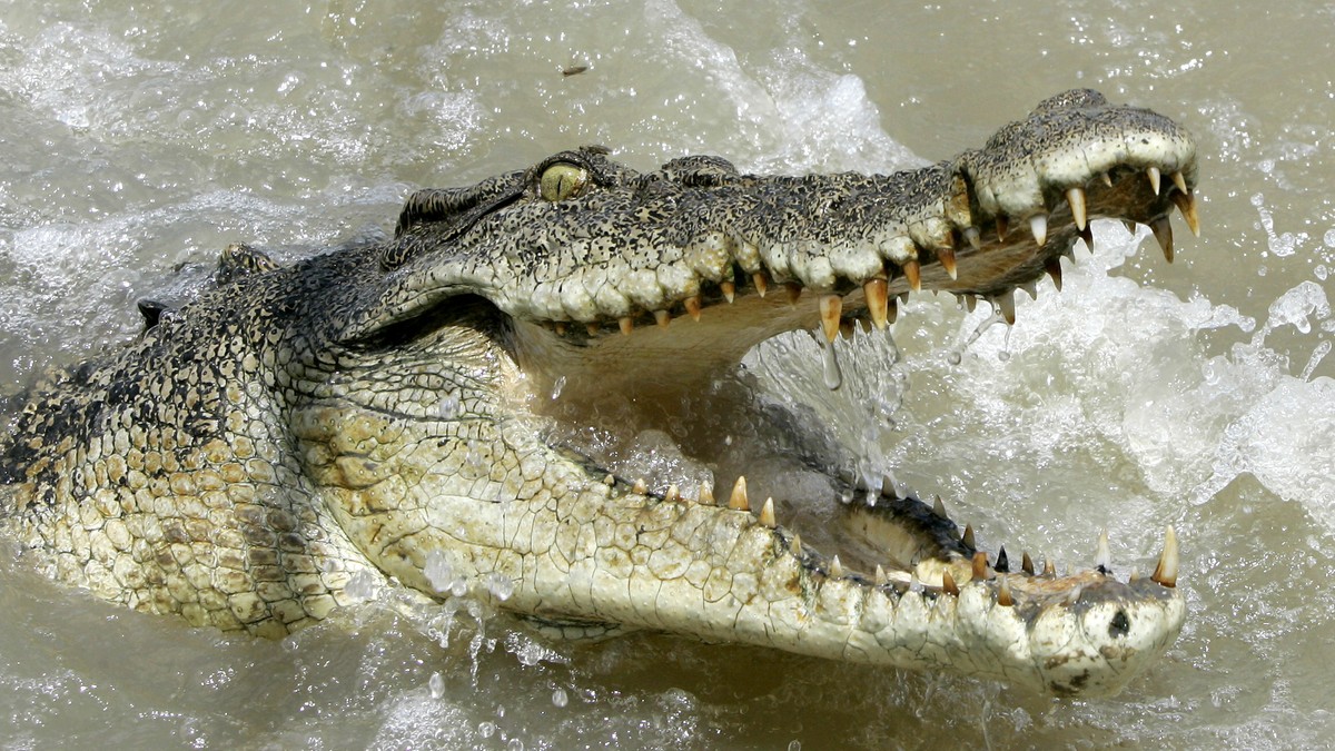 Australia. Krokodyl zaatakował rybaka. Gad wskoczył na jego łódź
