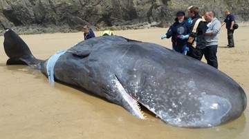Wieloryb na plaży w Kornwalii