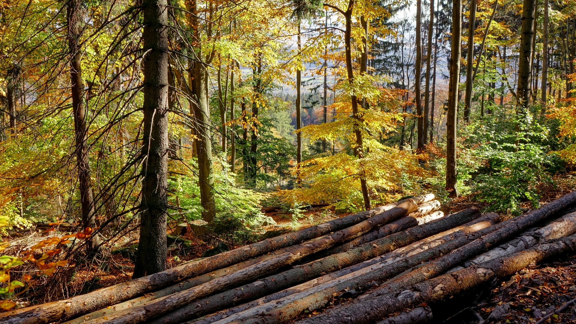 Urocze zakątki w lasach - zdjęcie 45
