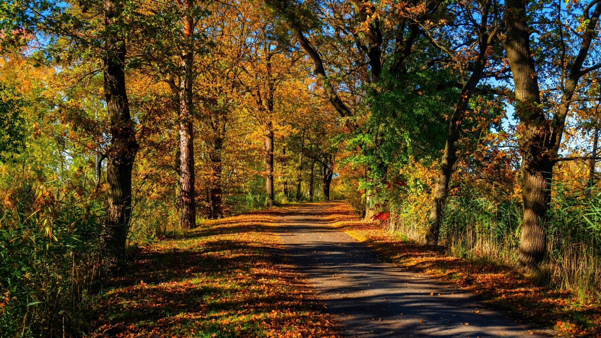 Piękny listopad - zdjęcie 35