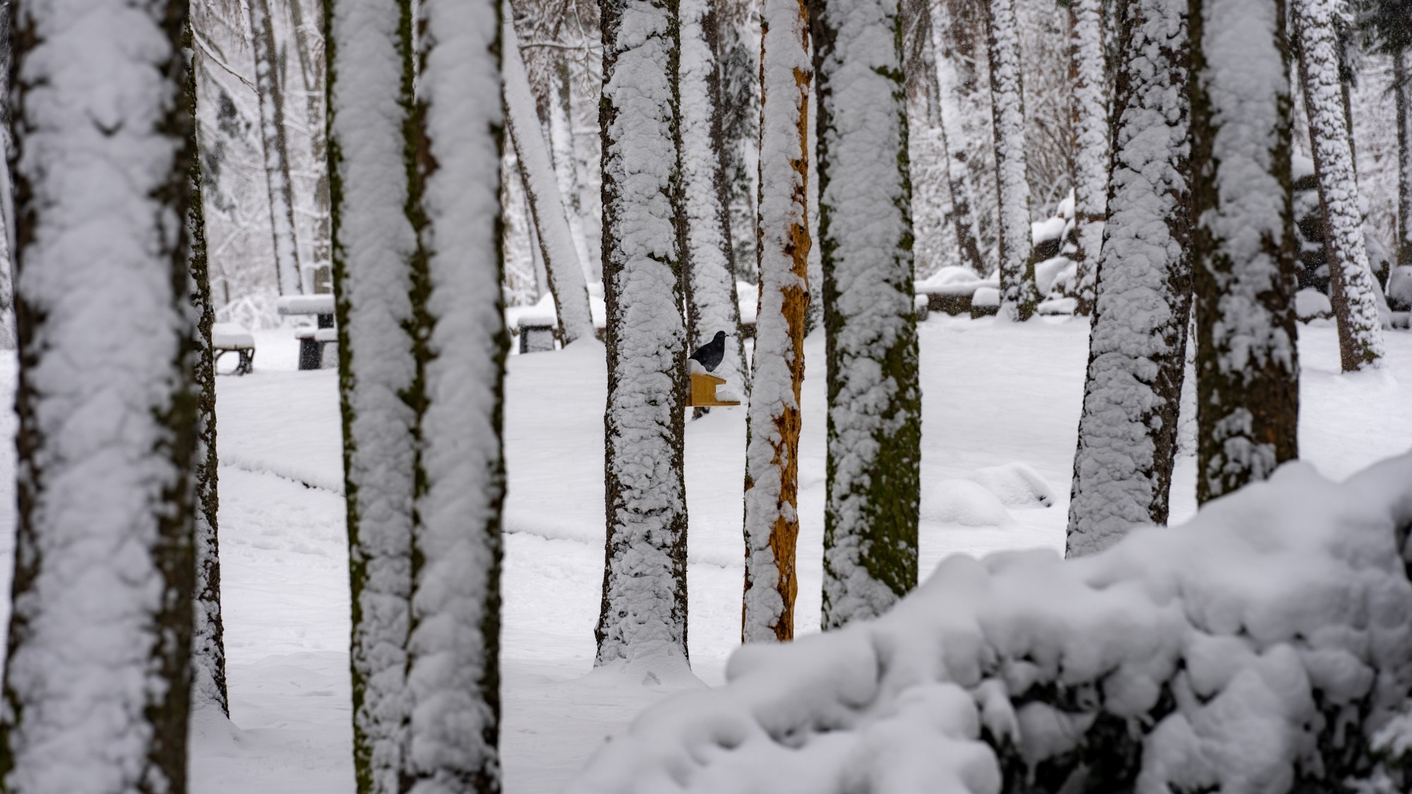 Miejska przyroda - zdjęcie 55