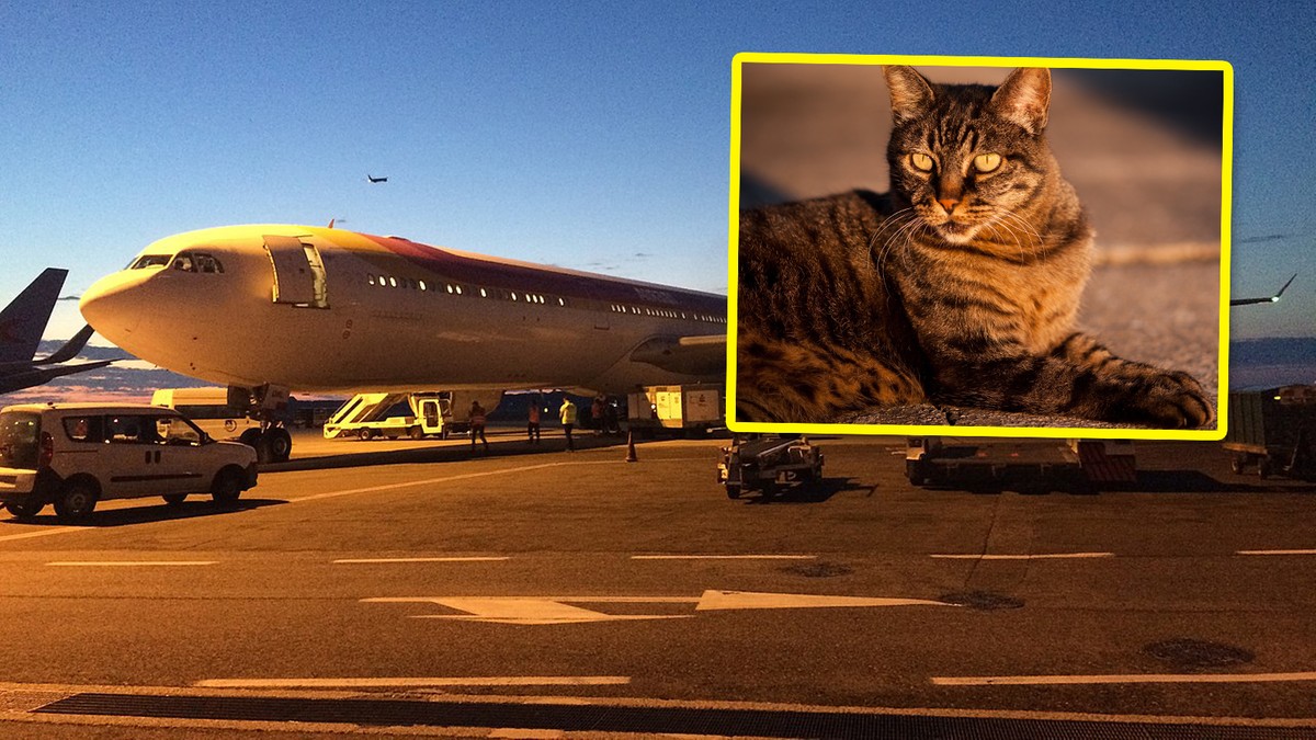 Kłopoty lotniska we Włoszech. Ruch samolotów i pojazdów paraliżują koty