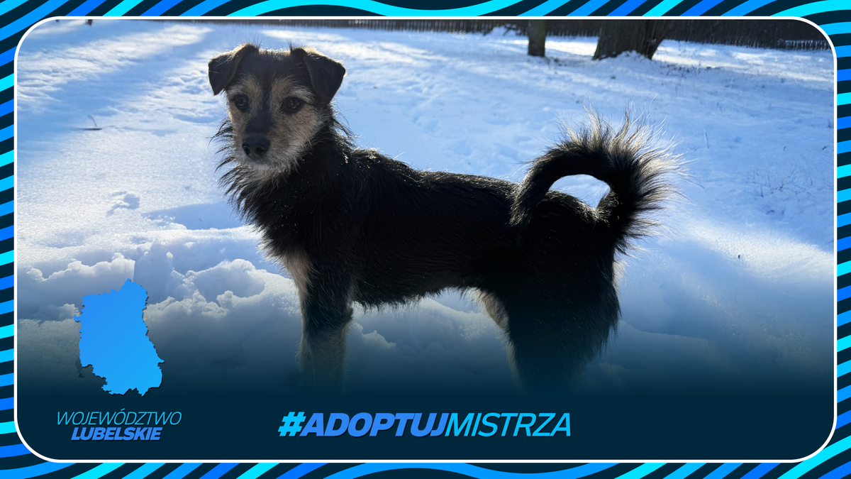 Mały, kundelkowy pies na śniegu z mapą wojew&oacute;dztwa lubelskiego i hasztagiem #ADOPTUJ MISTRZA