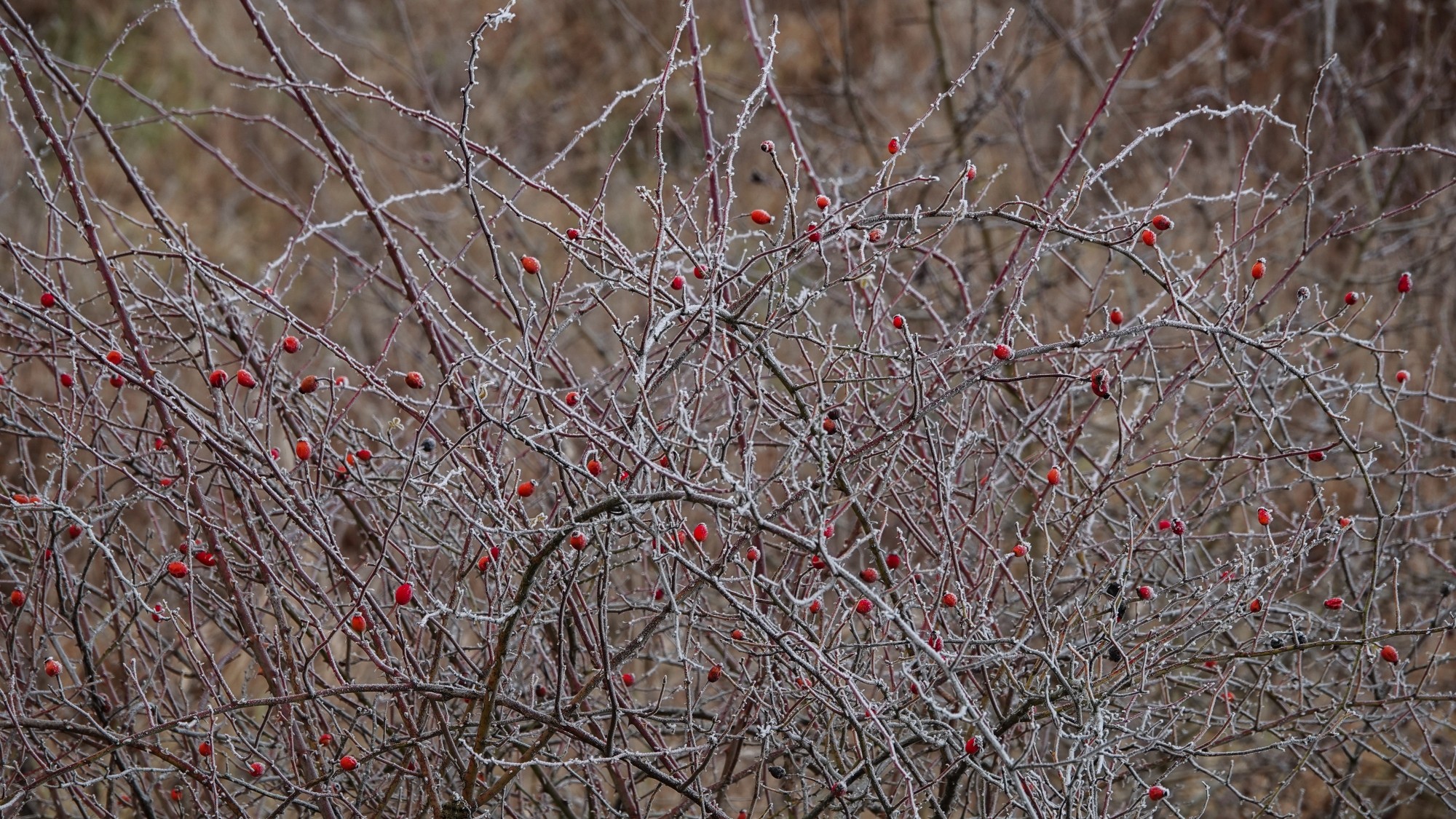 Szron pod lupą - zdjęcie 51
