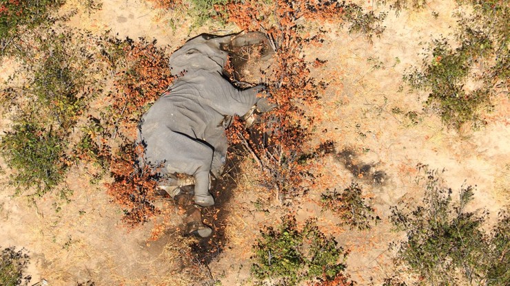 Śmierć setek słoni w Botswanie. Drastyczne zdjęcia