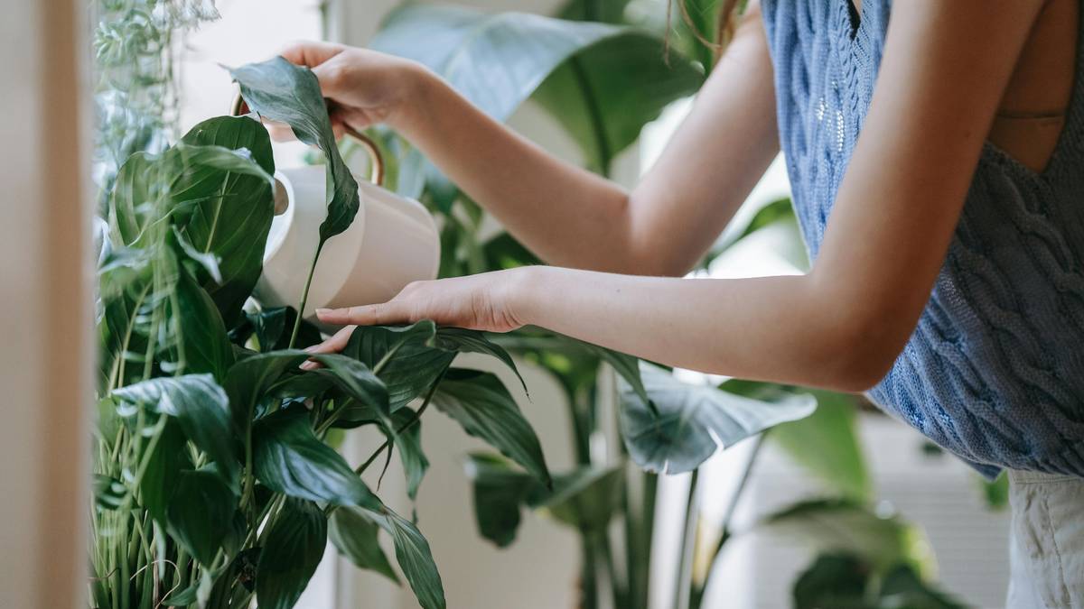 Kobieta z konewką podlewa zielone rośliny doniczkowe.