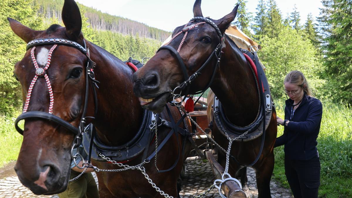 Badanie koni z Morskiego Oka. Łukasz Litewka: Ta decyzja jest skandaliczna