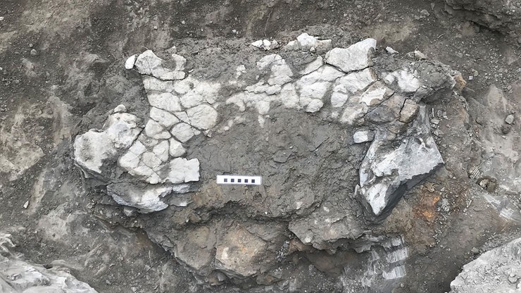 Fragmenty miednicy i pancerza olbrzymiego żółwia na miejscu wykopalisk w północnej Hiszpanii